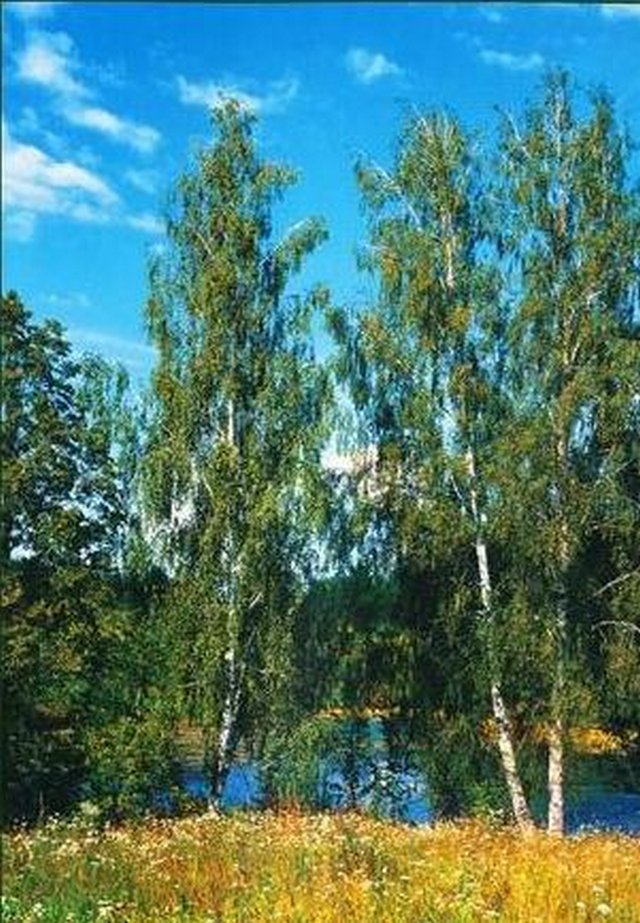 Фотообои "Березки" 4л. 134х196