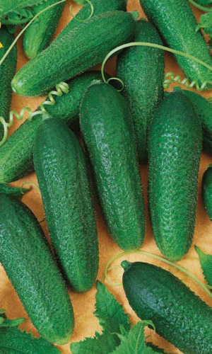 Огурец КЛАВДИЯ УД F1 (МАРС) 8шт раннеспелый б/п