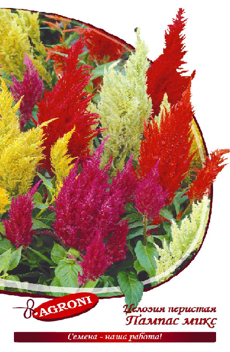 Целозия перистая Пампас микс Агрони 0,3г однолетняя 7880