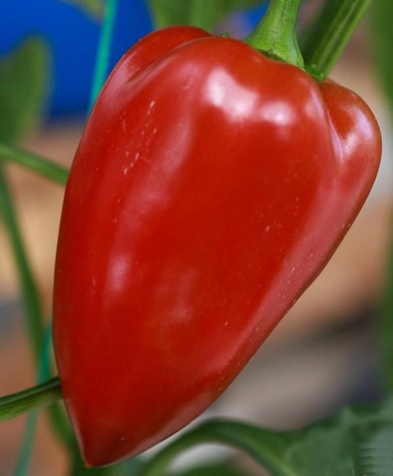 Перец СЛАДКИЙ БОГАТЫРЬ (МАРС) 0,25г среднеспелый б/п