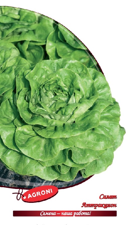 Салат Аттракцион  Агрони 0.5г среднеспелый 4452
