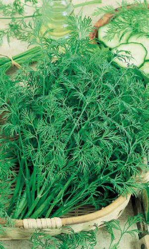 Укроп кибрай® УД 2г позднеспелый е/п