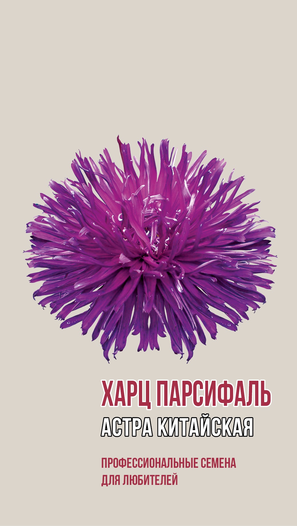 Астра китайская Харц Парсифаль 0,2г- купить в АПлайн