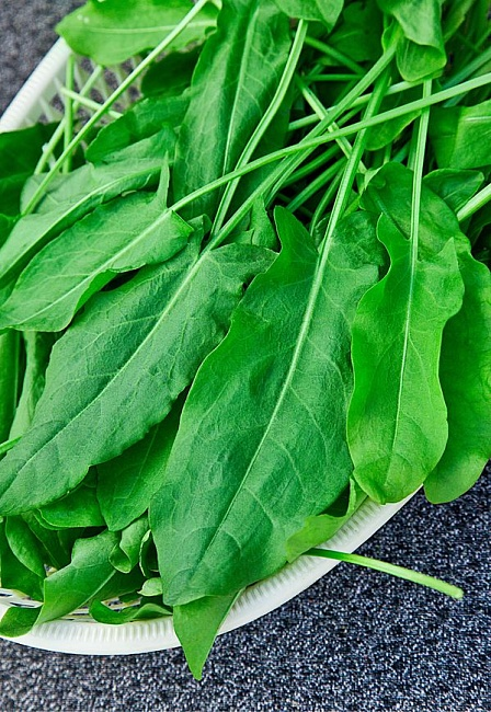 Щавель Широколистный 1гр. 964855