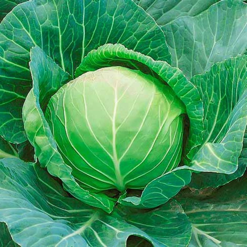 Капуста белокочанная ВАЛЕНТИНА F1 (МАРС) 0,2г позднеспелая б/п