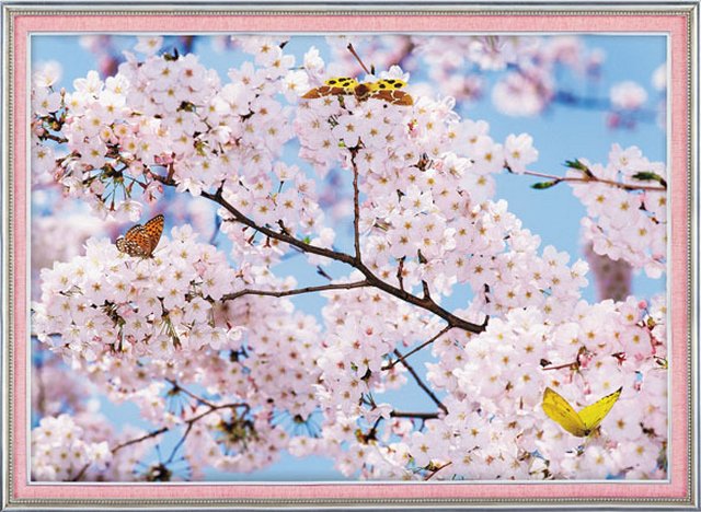 Фотообои  "Картина сакура" 2л. 134х98 /011006