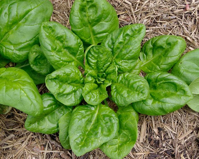 Шпинат матадор (УД) 1,5г среднеспелый е/п