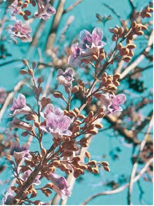 Панно из 2 плиток Муза Керамика Spring Р4D261 30х40см