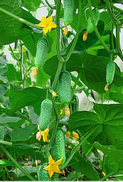 Огурец Либелле F1 0,25гр. 964768