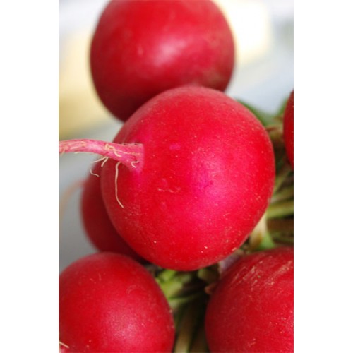 Редис РУБИН (МАРС) 2г раннеспелый б/п