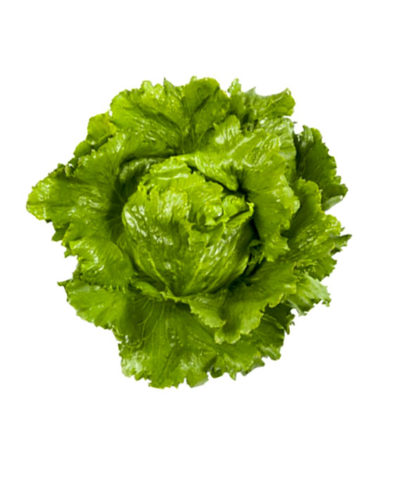 Салат крупнокочанный Агрони 0.5г среднеспелый е/п