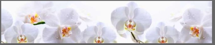 Панель-фартук Белые орхидеи в каплях 043 600х2000мм