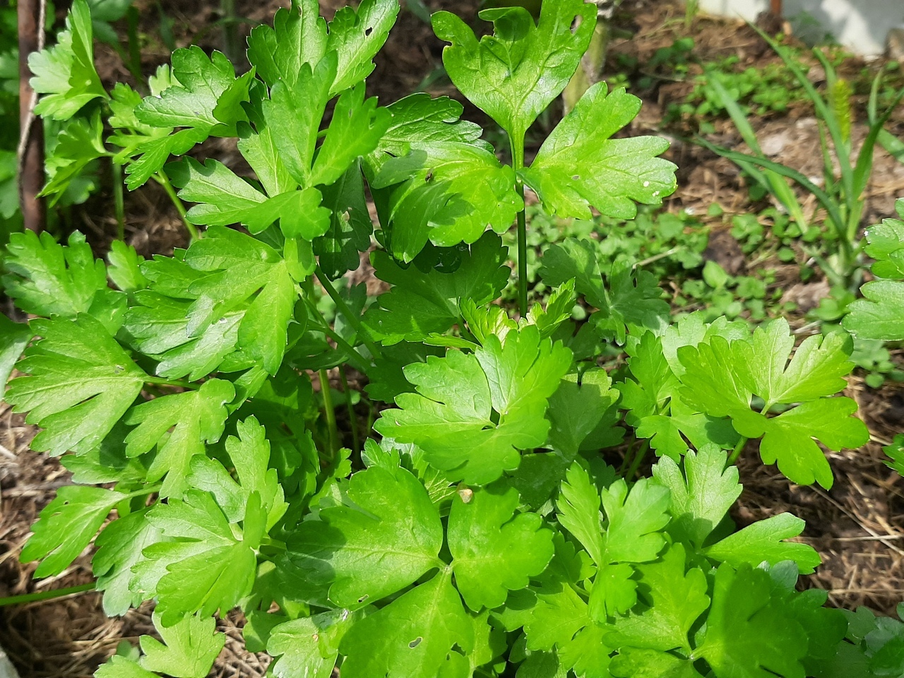 Петрушка итальянский гигант - листовая МАРС 2г среднеспелая б/п