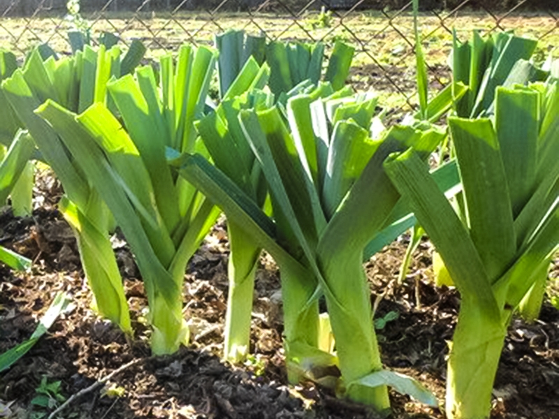 Лук порей Каратанский Марс 0,25г позднеспелый б/п- купить в АПлайн