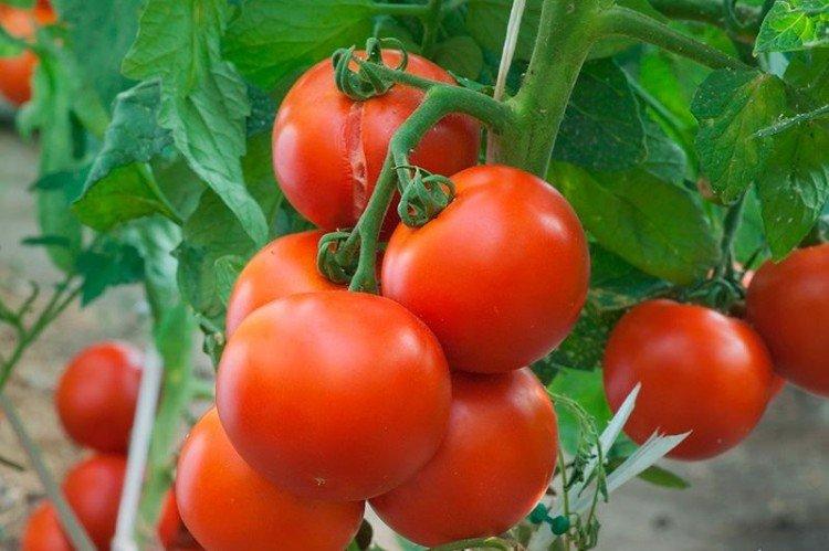 Томат Белый налив 241 (МАРС) 0,1г раннеспелый б/п