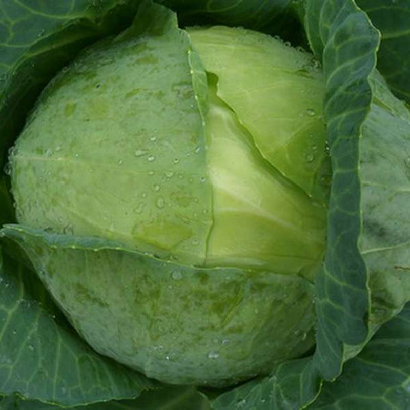 Капуста белокочанная БЕЛОРУССКАЯ 455 (МАРС) 0,5г среднеспелая б/п