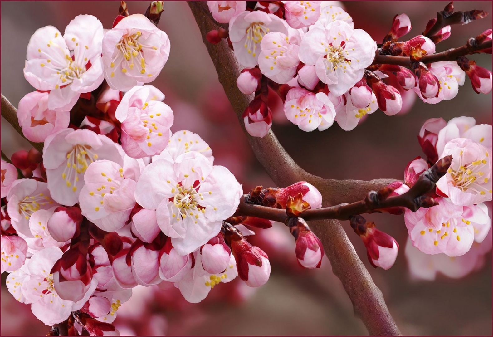 Фотообои "Вишневый цвет" 9л. 300х201 -  - купить в АПлайн