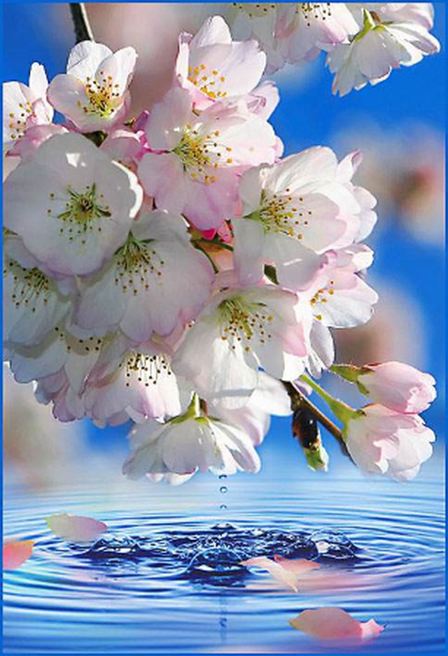 Фотообои  "Утренняя свежесть" 4л. 134х196 /011052