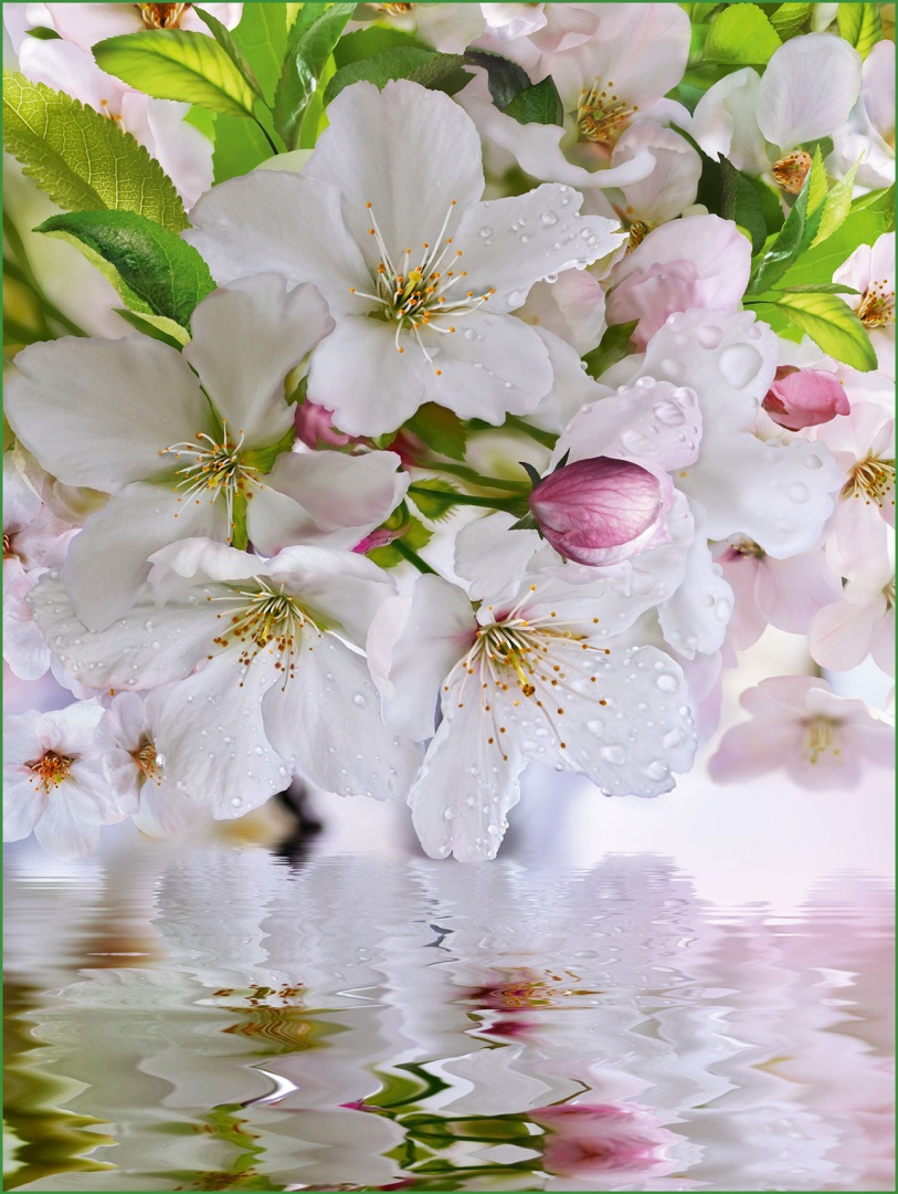 Фотообои "Яблоневый цвет" 8л. 200х260- купить в АПлайн