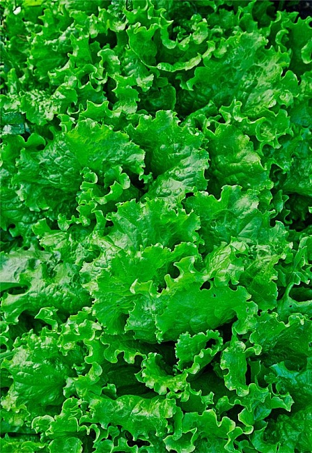 Салат Витаминный 1гр 964809