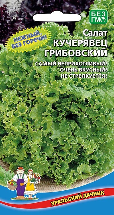 Салат кучерявец грибовский УД 0,25Г среднеспелый е/п