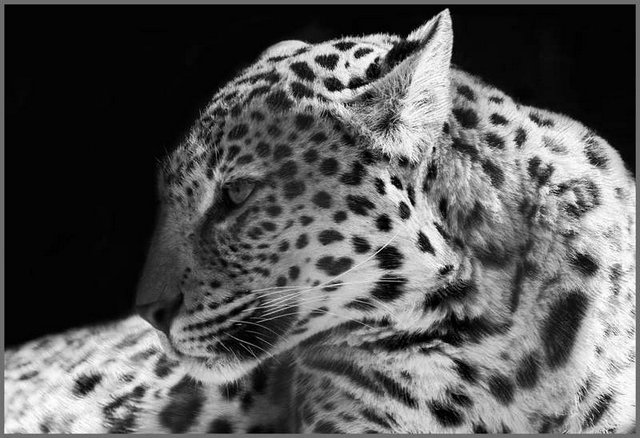 Фотообои "Дикая кошка" 4л. 134х196