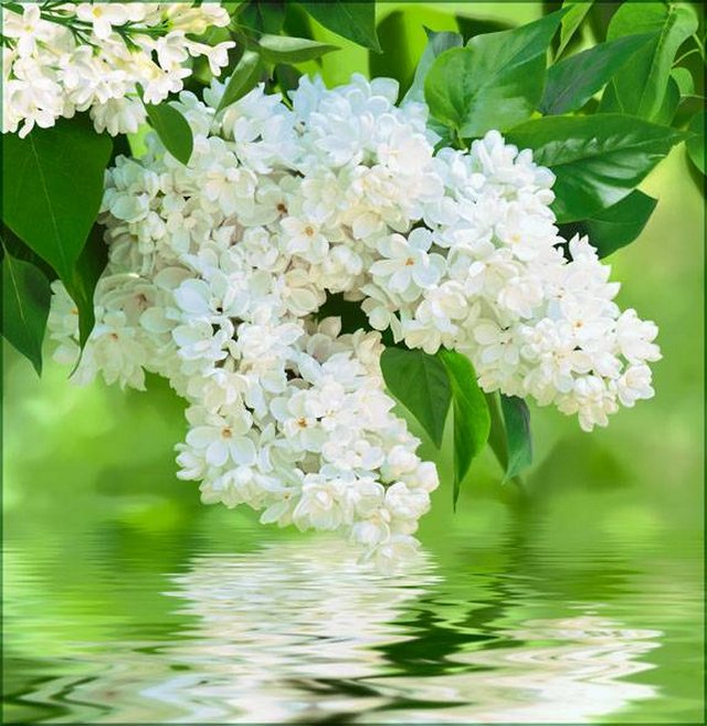 Фотообои "Белая сирень" 6л. 196х201 -  - купить в АПлайн