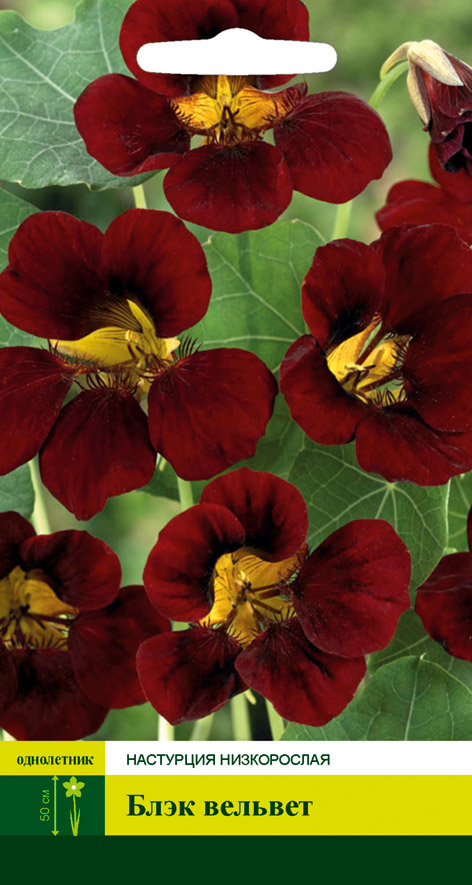 Настурция Блэк вельвет 2г 60196019- купить в АПлайн